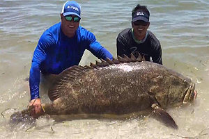 Goliath Grouper catch with charter captain Marko