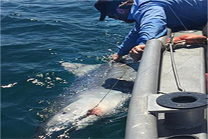 Tiger shark fishing guide on Pine Island