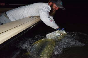 Punta Gorda Florida tarpon caught by Chris Fanelli