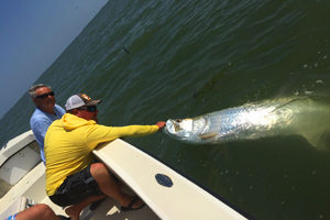 tarpon caught near sanibel and captiva island